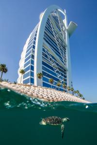 迪拜阿拉伯塔朱美拉酒店的海龟在水中游泳,在建筑物前