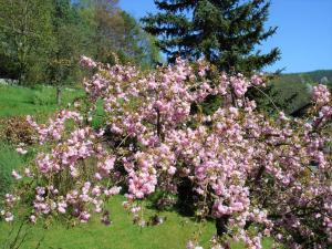LeonhardshofFerienwohnung Haus Sommerberg的田野中粉红色的花丛