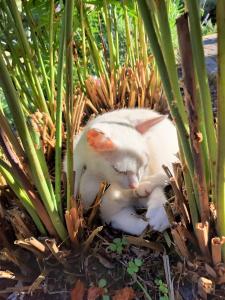 LeonhardshofFerienwohnung Haus Sommerberg的一只白猫躺在植物里