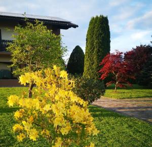 拉登齐Apartments AD Radenci的院子里的一组黄色花