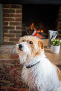 彼得斯菲尔德The Cricketers Inn的一只棕色和白色的狗站在壁炉前