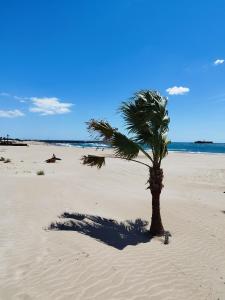 阿格德角voilier Cap d'Agde的海滩上沙子上的棕榈树