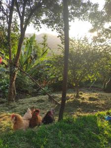 波哥大La Casita de Chocolate 2的三个鸡坐在树下草上
