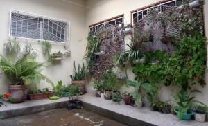 马塔加尔帕Matagalpa Tours Guest House的建筑一侧的一束植物