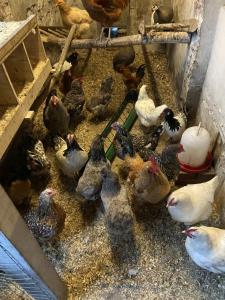 KrempdorfFerienwohnung Schipmann的一群鸡站在笼子里