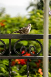 科科约克The Lorian Club的鸟坐在金属栅栏上