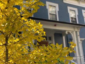 剑桥Ginkgo House on Harvard的蓝色房子前面的黄树