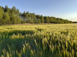 PodgórznoJurta Kołbielska的一片绿草丛生,树丛背景