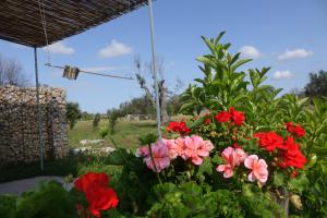 梅林giardino del tempo的花园里的一束红色的鲜花