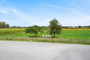 韦特伦Burgemeestershof的三匹马站在围栏旁边的田野上