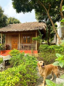 宁平Ninh Binh Bamboo Farmstay的一只棕色的狗站在房子前面