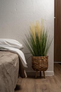 维尔纽斯Air Apartment 312的放在床边的篮子里的植物