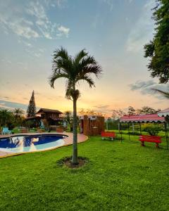 金巴亚Casa Lemar的游泳池旁的草木上的棕榈树