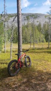 洛斯托Lapintaika的停在树边的田野上的自行车