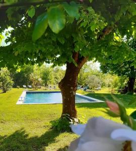 格罗斯皮耶尔雷Mas Notre-Dame, Jardin petit paradis, literie haut de gamme的游泳池前的树