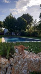 格罗斯皮耶尔雷Mas Notre-Dame, Jardin petit paradis, literie haut de gamme的一只橙色和白色的猫站在岩石上