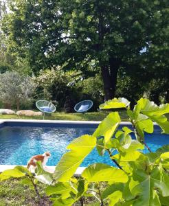 格罗斯皮耶尔雷Mas Notre-Dame, Jardin petit paradis, literie haut de gamme的狗站在游泳池里