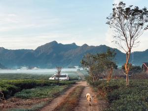 木州县Tiệm Cà Phê Mer Homestay & Coffee Mộc Châu的一条狗在一条土路上乘坐公共汽车