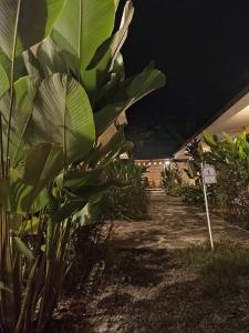 塔拉波托Bijao Hostel的夜晚在院子里的一束植物