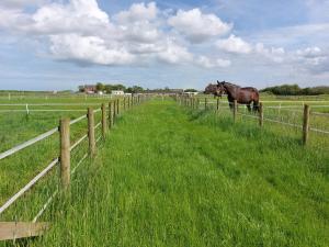 Burton PidseaBraemar Equestrian, East Riding of Yorkshire的两匹马站在围栏后面的田野上