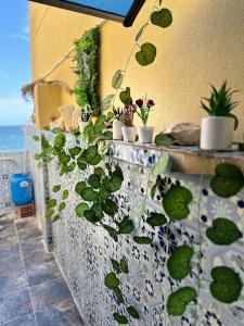 阿尔及尔Charmant Appartement vue sur mer的墙上有几株盆栽植物