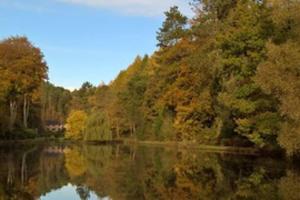 RocesterCosy cottage near Alton Towers的水中树木和反射的河流美景