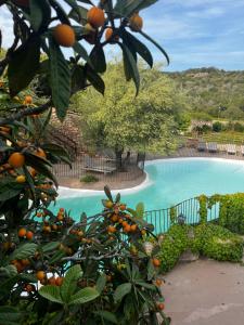 维琪奥港Ranch Campo Palombaggia的游泳池前的橘子树