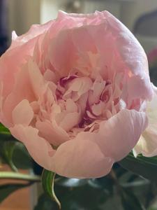 瑟堡Villa Fresquet的粉红色的玫瑰花,有花蕾