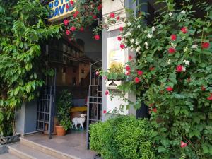 第比利斯David Hotel - Ethno style的门口的商店里放着鲜花和狗