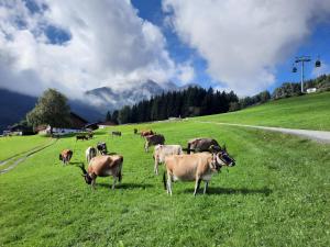 因斯布鲁克诺克霍夫酒店的一群牛在草地上放牧