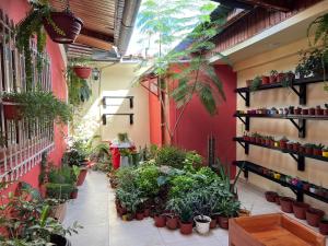 伊基托斯Casa Micaela的充满了许多盆栽植物的房间