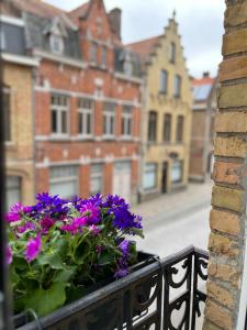伊普尔Little gate的城市街道上种有紫色花的阳台