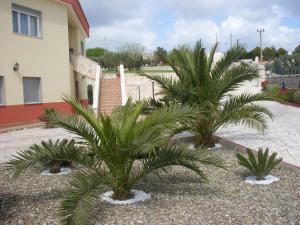 马丁纳弗兰卡Villa Mafalda的两棵棕榈树,在一座建筑前