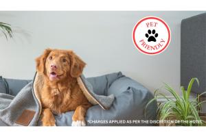 利柏提OYO Hotel Liberal, Kansas的一只狗坐在沙发上,床上用毯子
