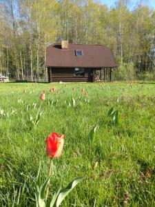 BaldoneGuest Home "Būriņi"的房子前面草上的红花