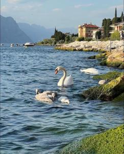 布雷佐内加尔达Villa Torre - Atmosfera Romantica的两个天鹅和两个婴儿在水中游泳