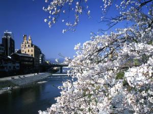 GiommachiHOTEL VMG RESORT KYOTO的享有河川美景,树木上布满白色花卉