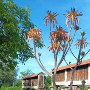 维埃拉·多米尼奥佩尼拉乡村民宿的两棵棕榈树,在一座建筑前