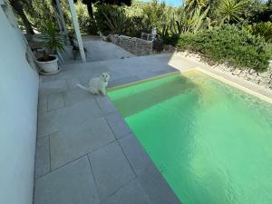 维耶斯泰Villa del 1700 immersa nel verde, Poggio al Sole Vieste的坐在游泳池旁的一只白色猫