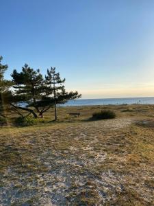 StrandbadenCasa Blanca的海滩上的树和长凳