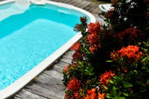 勒罗贝尔La villa Hibiscus的木甲板旁的红色花卉游泳池