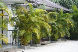 瓜隆岛WHITE SAND ARK RESORT的一群棕榈树在一座建筑前