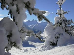 土绪尔La Principauté de Comborciere的山底下白雪覆盖的树