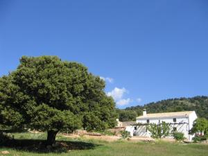 卡斯特里尔Casas Rurales Cortijo Cerro Fuentes Nuevas的白色房子前面的树