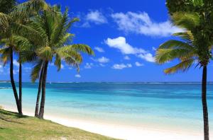 托舵道斯Paradisia Holidays Mauritius的棕榈树海滩和海洋