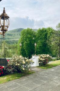 达尔马利Glenorchy Lodge-Rooms Only的花园中流 ⁇ 的灯光和鲜花
