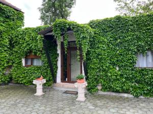 蒂米什瓦拉Vila Toscana的两棵盆栽植物的房屋