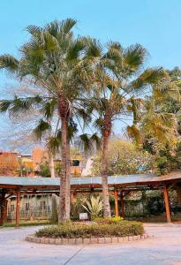 水里乡德川森态旅馆的两棵棕榈树,在一座建筑前