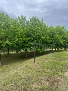 瑞达里那EL PALLER的一群苹果树在田间
