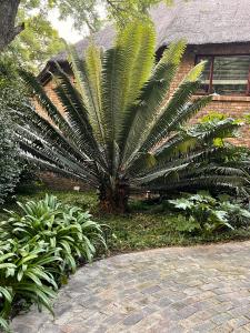 约翰内斯堡Shepherd Lodge的花园中棕榈树,毗邻一座建筑